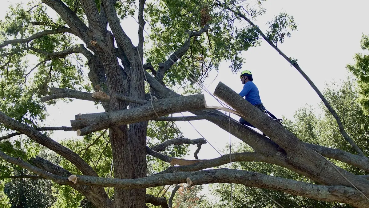 Professional Crown Thinning performed by certified arborists in Crestone