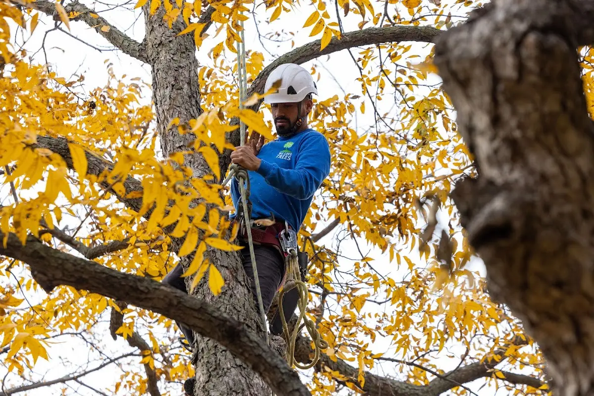 Skilled Tree Transplanting crew working in Crestone