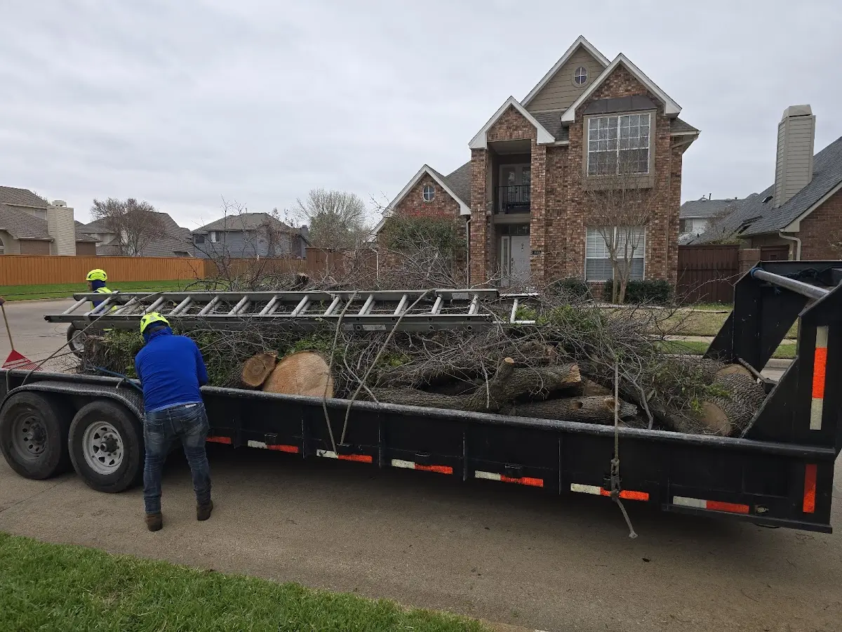Expert Tree Pest Control with proper safety equipment in Crestone
